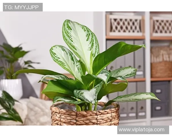 打造绿色家园：盆栽植物的养护技巧与搭配创意，提升居家环境的自然气息